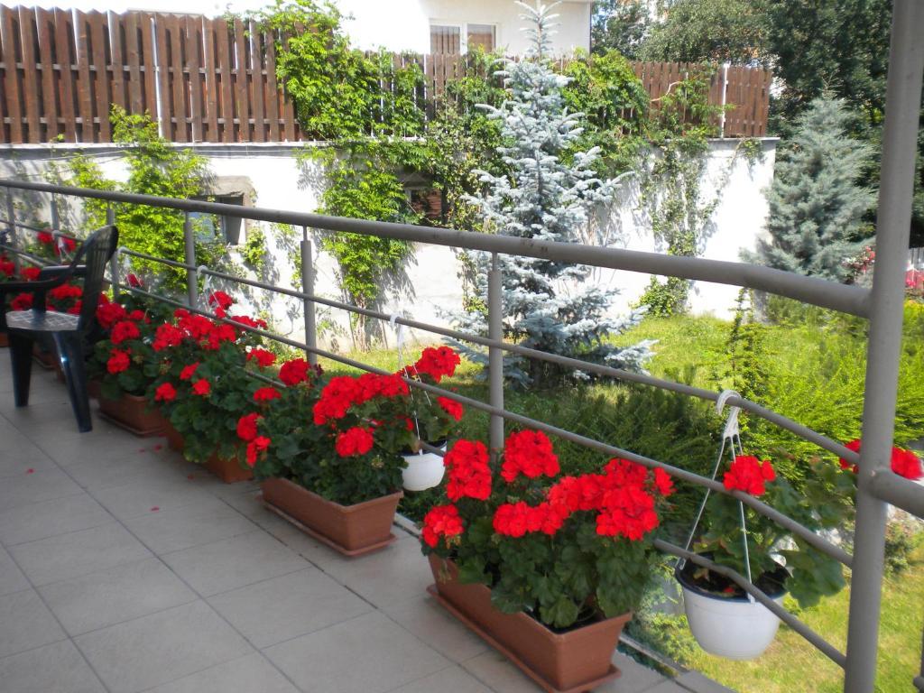 Pension Cluj Екстер'єр фото